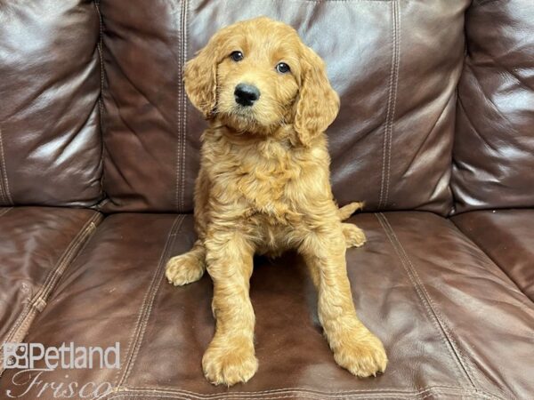 F1 Standard Goldendoodle DOG Male Red 26963 Petland Frisco, Texas