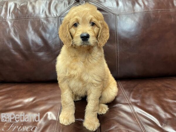 F1 Standard Goldendoodle-DOG-Male-Gold-26964-Petland Frisco & Mckinney, Texas
