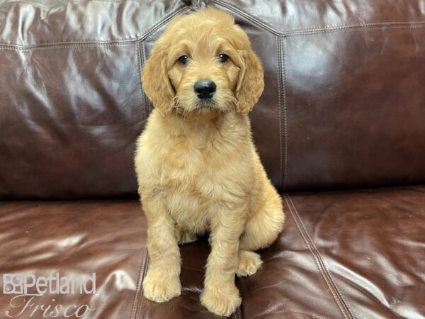 F1 Standard Goldendoodle-DOG-Male-Gold-26964-Petland Frisco, Texas