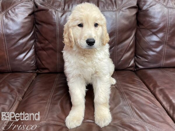 Golden Retriever-DOG-Male-Golden-26965-Petland Frisco & Mckinney, Texas