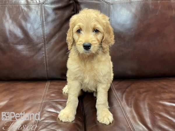 F1 Standard Goldendoodle DOG Female Red 26966 Petland Frisco, Texas