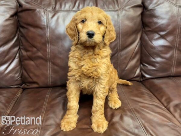 F1 Standard Goldendoodle-DOG-Female-Red-26967-Petland Frisco & Mckinney, Texas