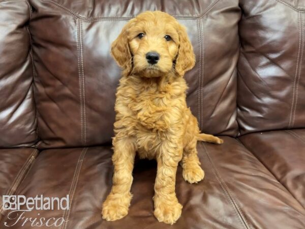 F1 Standard Goldendoodle DOG Female Red 26967 Petland Frisco, Texas