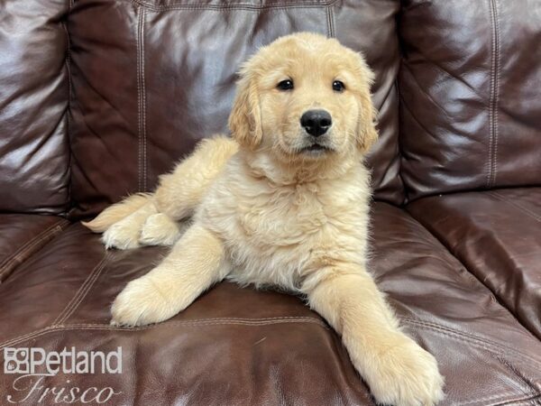Golden Retriever-DOG-Male-Golden-26968-Petland Frisco & Mckinney, Texas
