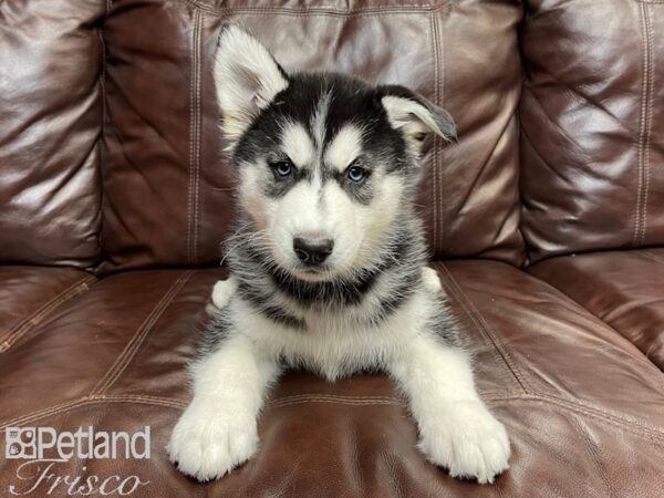 Siberian Husky-DOG-Male-Black & White-26969-Petland Frisco, Texas