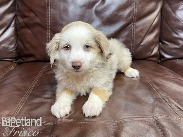 Miniature Australian Shepherd-DOG-Male-RED MERLE-26970-Petland Frisco & Mckinney, Texas