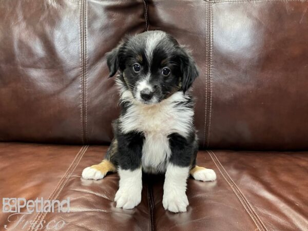 Miniature Australian Shepherd-DOG-Female-BLK TRI-26971-Petland Frisco, Texas