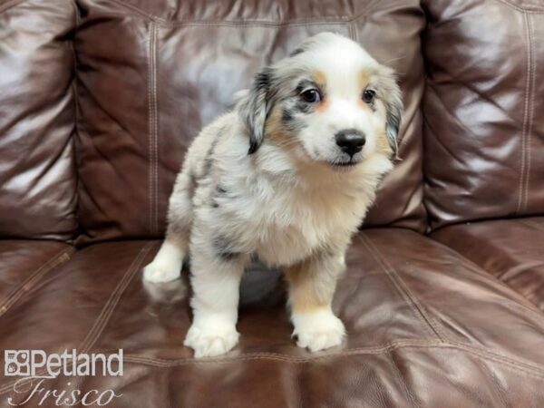 Miniature Australian Shepherd-DOG-Male-BLUE MERLE-26972-Petland Frisco & Mckinney, Texas