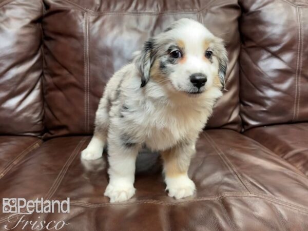 Miniature Australian Shepherd-DOG-Male-BLUE MERLE-26972-Petland Frisco, Texas