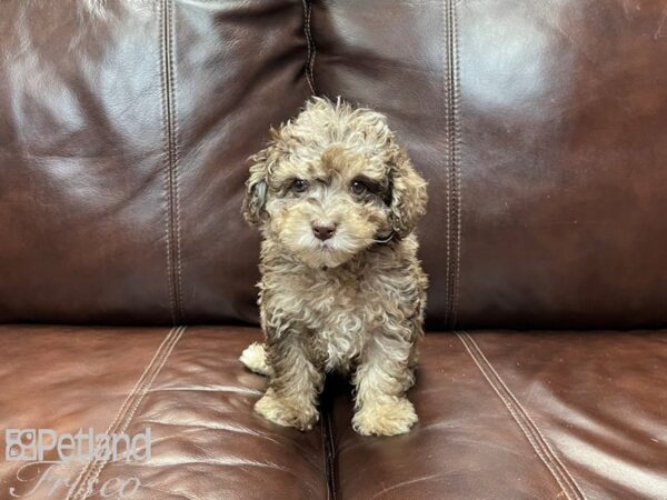 Miniature Poodle DOG Female Choc Merle 26974 Petland Frisco, Texas