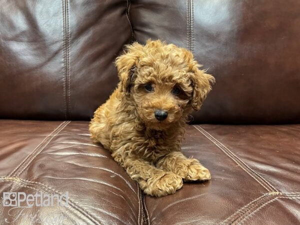 Miniature Poodle-DOG-Female-Red-26975-Petland Frisco & Mckinney, Texas