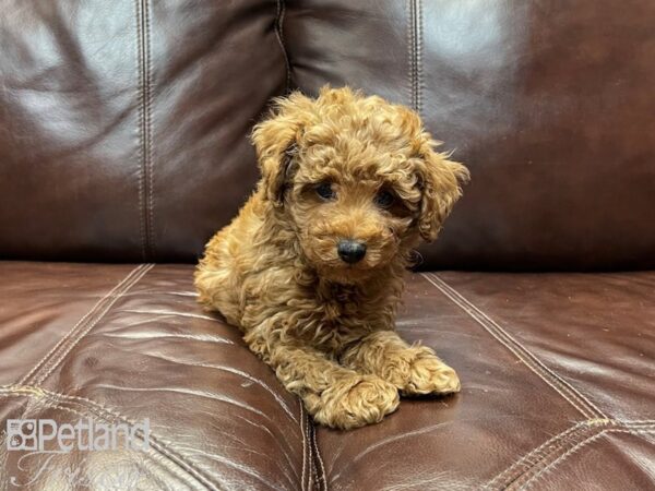 Miniature Poodle DOG Female Red 26975 Petland Frisco, Texas