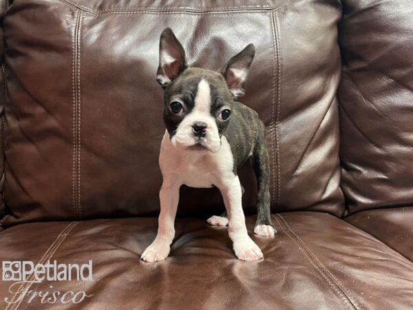 Boston Terrier DOG Female Black Brindle and White 26896 Petland Frisco, Texas