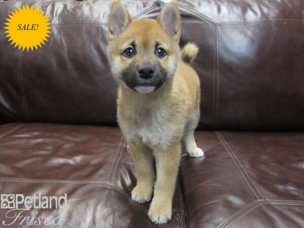Shiba Inu-DOG-Male-Red-26785-Petland Frisco & Mckinney, Texas