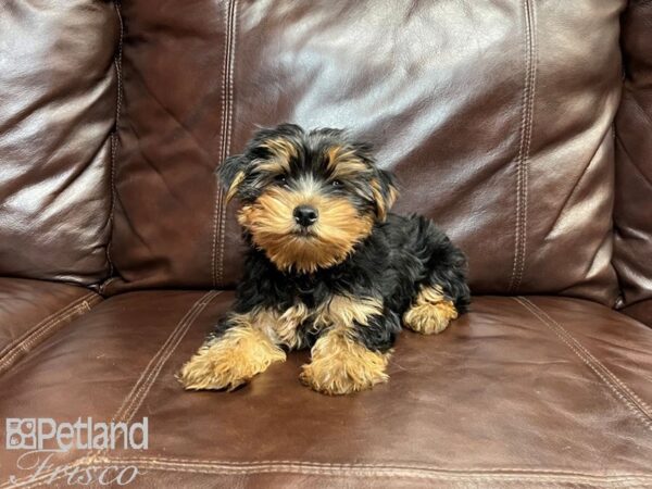 Yorkshire Terrier-DOG-Male-Black & Tan-26980-Petland Frisco & Mckinney, Texas