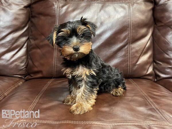 Yorkshire Terrier-DOG-Female-Black & Tan-26981-Petland Frisco & Mckinney, Texas