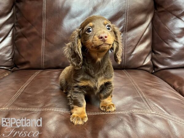 Dachshund-DOG-Male-Chocolate and Tan-26987-Petland Frisco & Mckinney, Texas