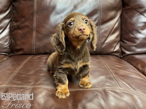 Dachshund DOG Male Chocolate and Tan 26987 Petland Frisco, Texas