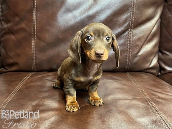 Dachshund-DOG-Male-Chocolate and Tan-26988-Petland Frisco & Mckinney, Texas