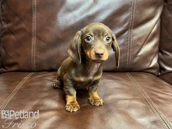 Dachshund DOG Male Chocolate and Tan 26988 Petland Frisco, Texas