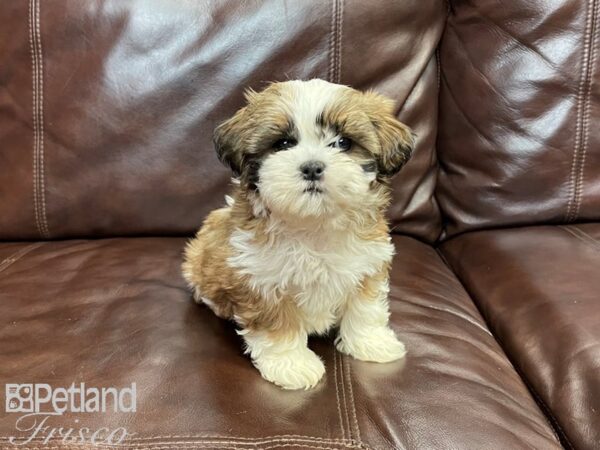 Shih Tzu-DOG-Female-Red & White-26989-Petland Frisco & Mckinney, Texas