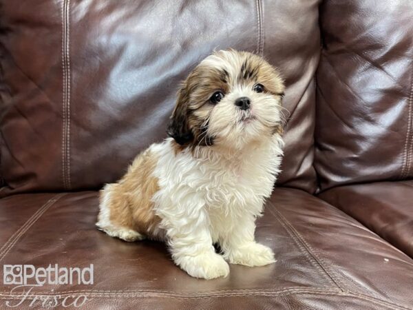 Shih Tzu-DOG-Female-Red & White-26990-Petland Frisco & Mckinney, Texas