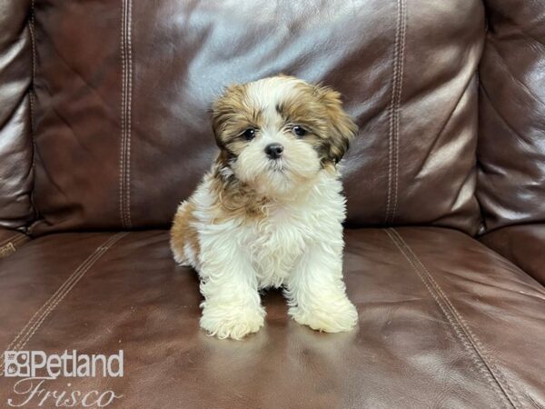 Shih Tzu-DOG-Female-Red & White-26991-Petland Frisco & Mckinney, Texas