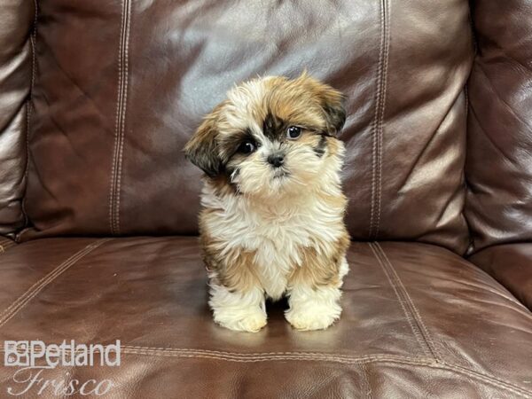Shih Tzu-DOG-Female-Red & White-26992-Petland Frisco & Mckinney, Texas