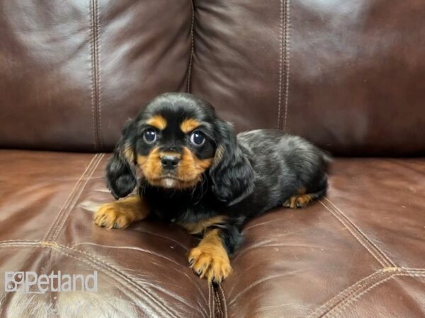 Cavalier King Charles Spaniel-DOG-Male-Black & Rust-26993-Petland Frisco & Mckinney, Texas