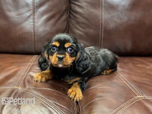 Cavalier King Charles Spaniel-DOG-Male-Black & Rust-26993-Petland Frisco, Texas