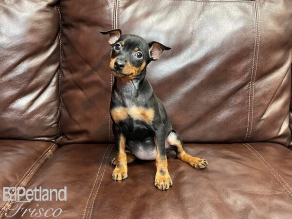 Min Pin DOG Female Black & Rust 26994 Petland Frisco, Texas