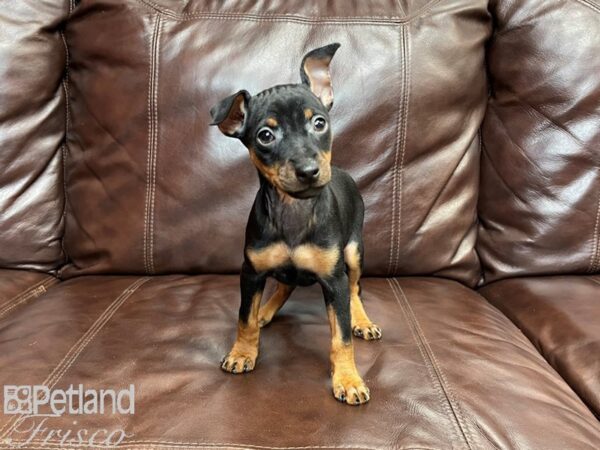 Min Pin DOG Female Black & Rust 26995 Petland Frisco, Texas