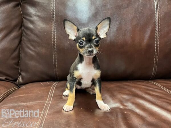 Chihuahua-DOG-Female-Black & Rust-26996-Petland Frisco, Texas