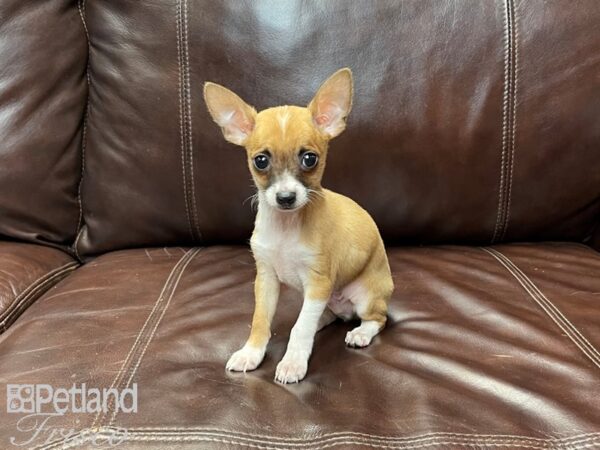 Chihuahua-DOG-Male-Red & White-26997-Petland Frisco & Mckinney, Texas