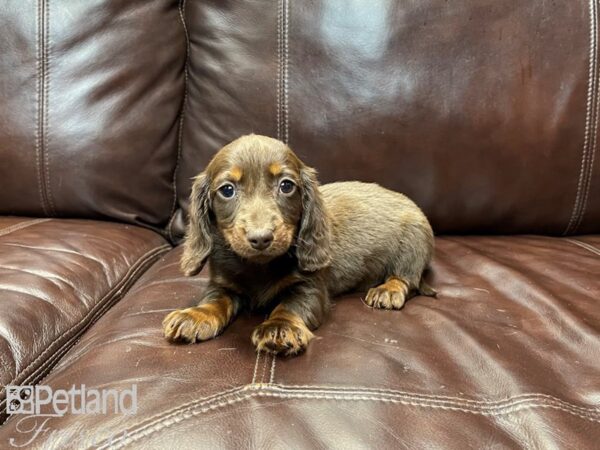 Dachshund DOG Male Chocolate & Tan 26998 Petland Frisco, Texas