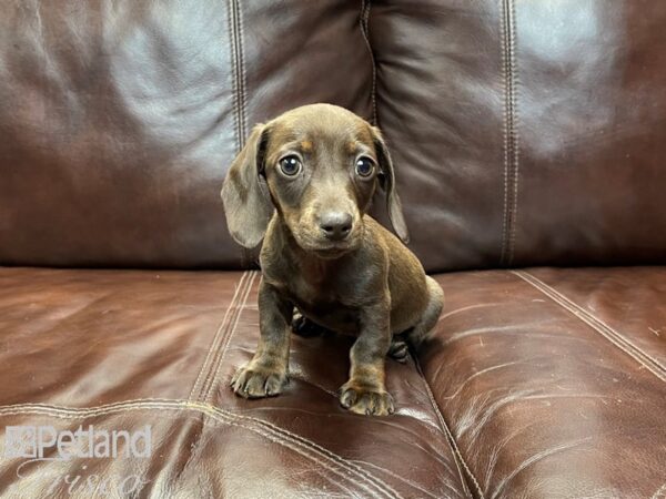 Dachshund-DOG-Female-Chocolate & Tan-26999-Petland Frisco & Mckinney, Texas
