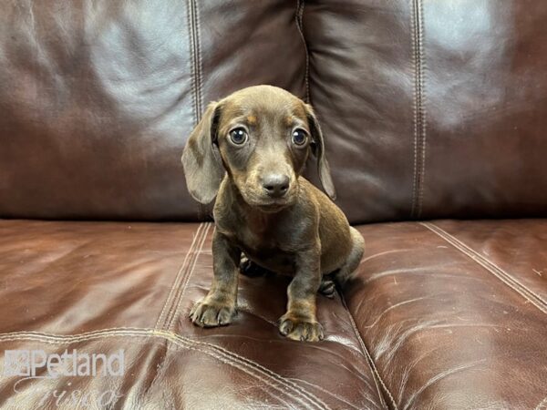 Dachshund DOG Female Chocolate & Tan 26999 Petland Frisco, Texas