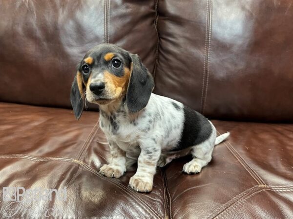 Dachshund DOG Male Black, White and Tan 27000 Petland Frisco, Texas