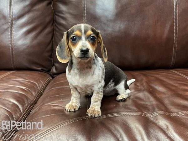 Dachshund DOG Female Black, White and Tan 27001 Petland Frisco, Texas