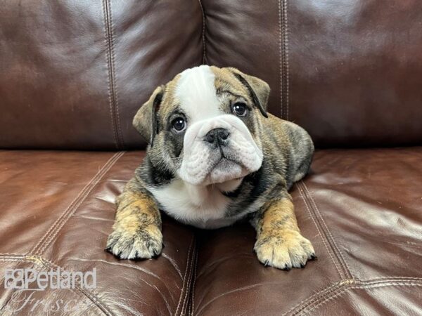 English Bulldog DOG Male Red Brindle 26984 Petland Frisco, Texas