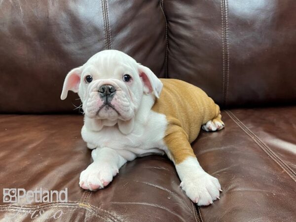 English Bulldog DOG Female Red & White 26985 Petland Frisco, Texas