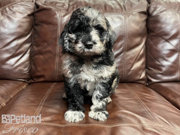 F1B Standard Goldendoodle-DOG-Male--27002-Petland Frisco & Mckinney, Texas