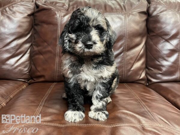 F1B Standard Goldendoodle-DOG-Male--27002-Petland Frisco, Texas