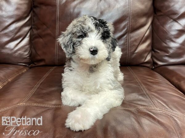 F1B Standard Goldendoodle DOG Male 27003 Petland Frisco, Texas