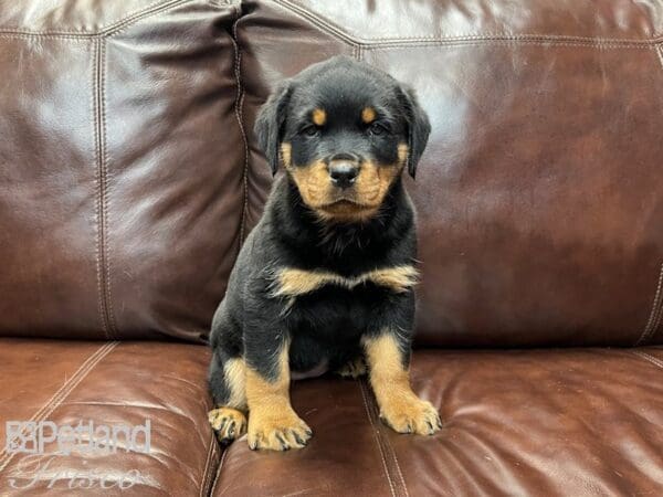 Rottweiler-DOG-Female-Black & Tan-27004-Petland Frisco, Texas