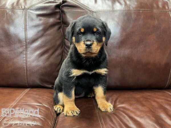 Rottweiler DOG Female Black & Tan 27004 Petland Frisco, Texas