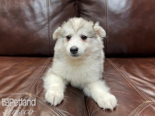 HuskieMoe DOG Female SILVER WHITE 27012 Petland Frisco, Texas