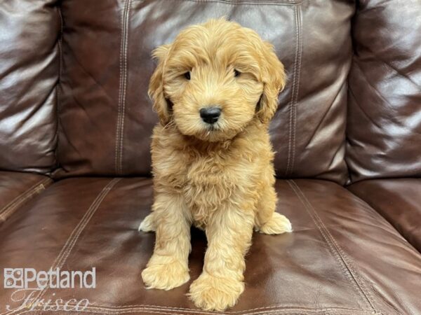 F1B Mini Goldendoodle-DOG-Male-Gold-27010-Petland Frisco, Texas