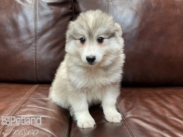 HuskieMoe DOG Male SILVER WHITE 27013 Petland Frisco, Texas