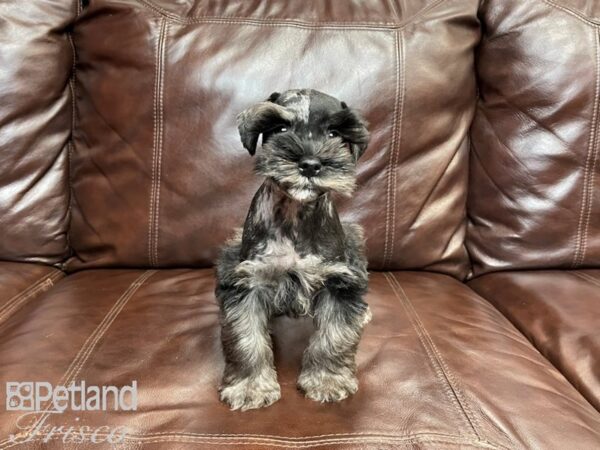 Miniature Schnauzer-DOG-Male-BLUE MERLE-27014-Petland Frisco & Mckinney, Texas